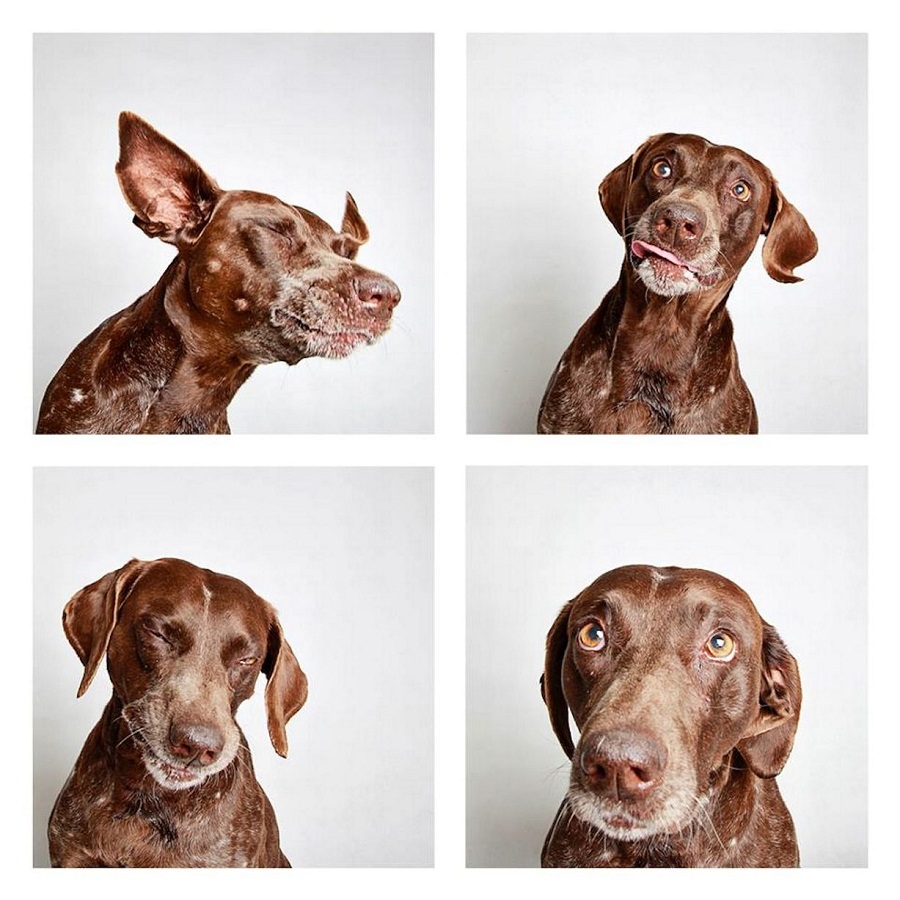Doberman making funny faces
