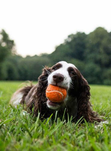 Dog chewing a ball at the park