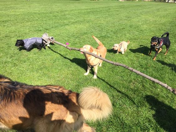 Dog with a big stick on his mouth