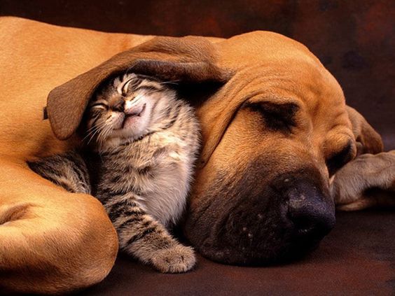 Cat sleeping under a dog's ear