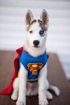 superman costume for halloween for your husky