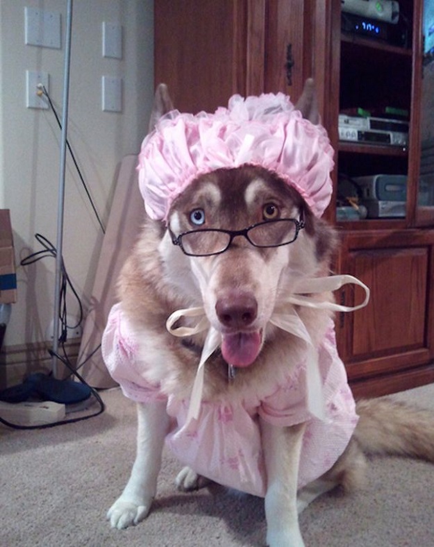 Sweetest wolf granny costume for halloween