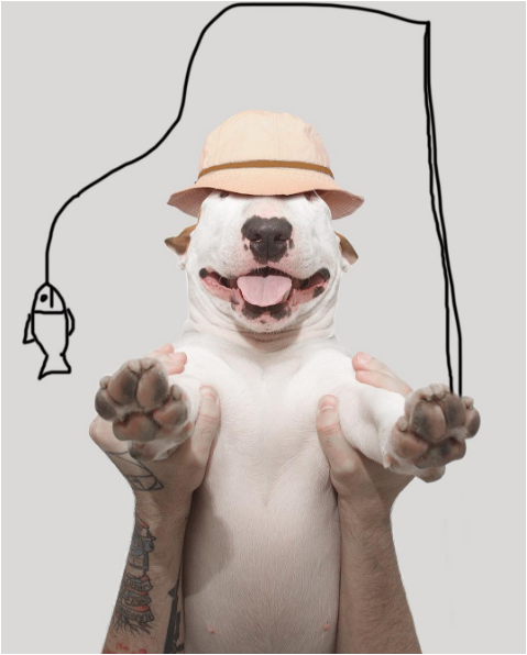 Jimmy the bullterrier in a creative picture with fish ilustration
