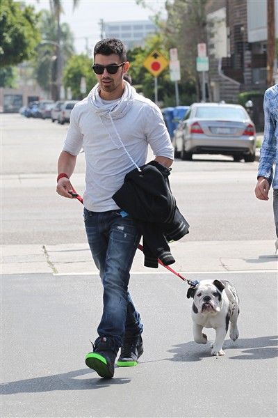 Joe Jonas has a best friend dog, an english bulldog