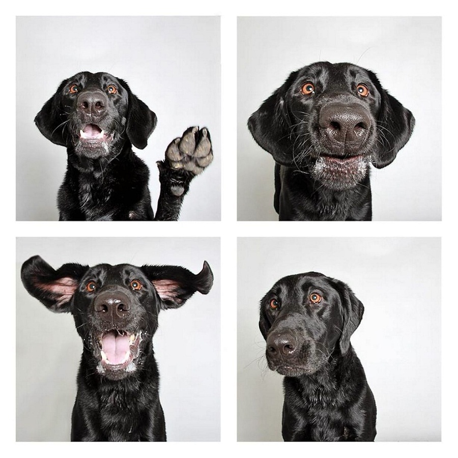 Chocolate Labrador smiling