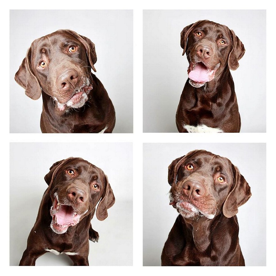 Source: http://i2.mirror.co.uk/incoming/article5495150.ece/ALTERNATES/s1227b/2-year-old-Chocolate-Labrador-Wyler.jpg