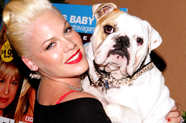The amazing singer Pink adores her English Bulldog