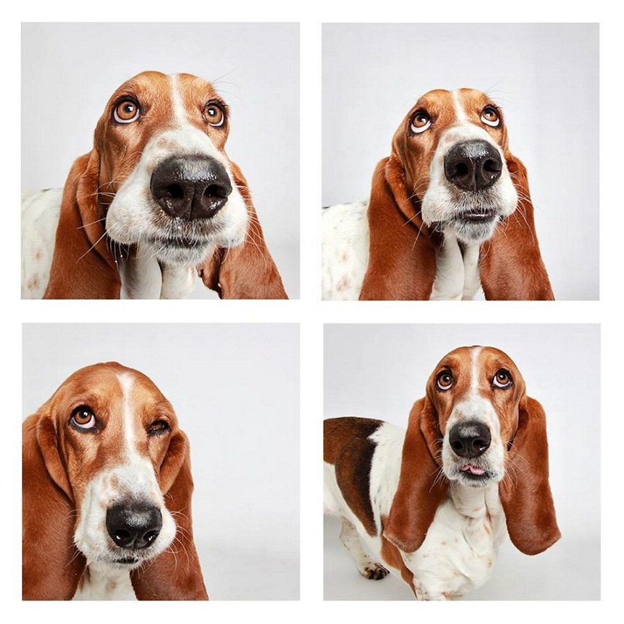 Basset Hound and his sweet face expressions