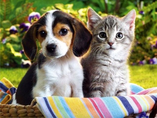 how to introduce cats and dogs how to introduce dogs and cats inside dogs world how to introduce cats and dogs how to introduce dogs and cats inside dogs world