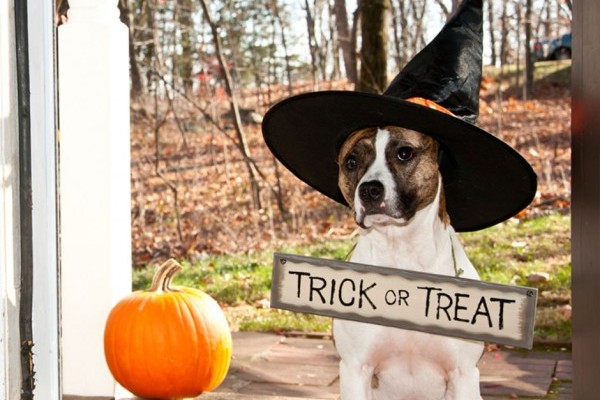 Trick or Treat Halloween Costume