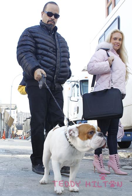 Famous rapper Ice T walking his bulldog