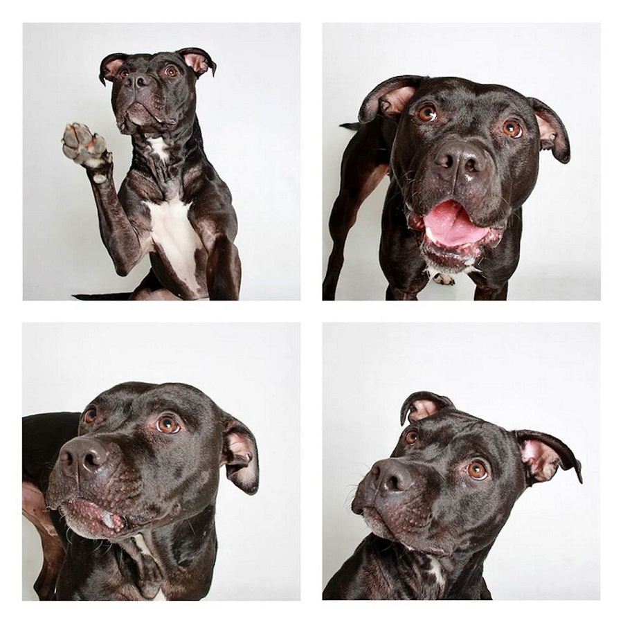 Pit bull terrier posing for photobooth