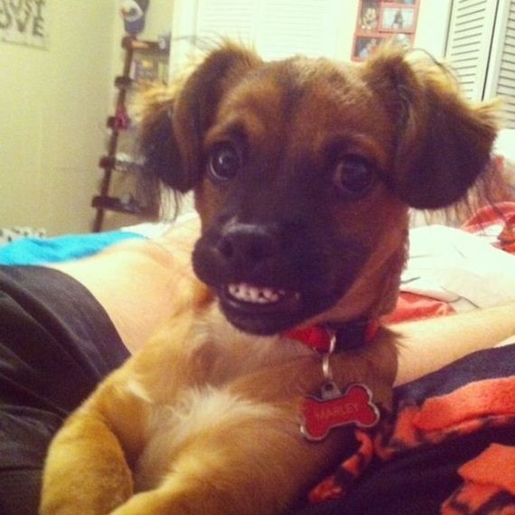 Dog smiling in an awkward way