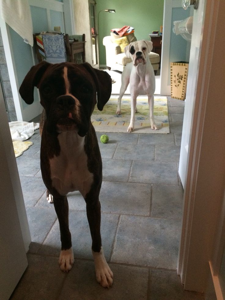 No privacy with dogs around