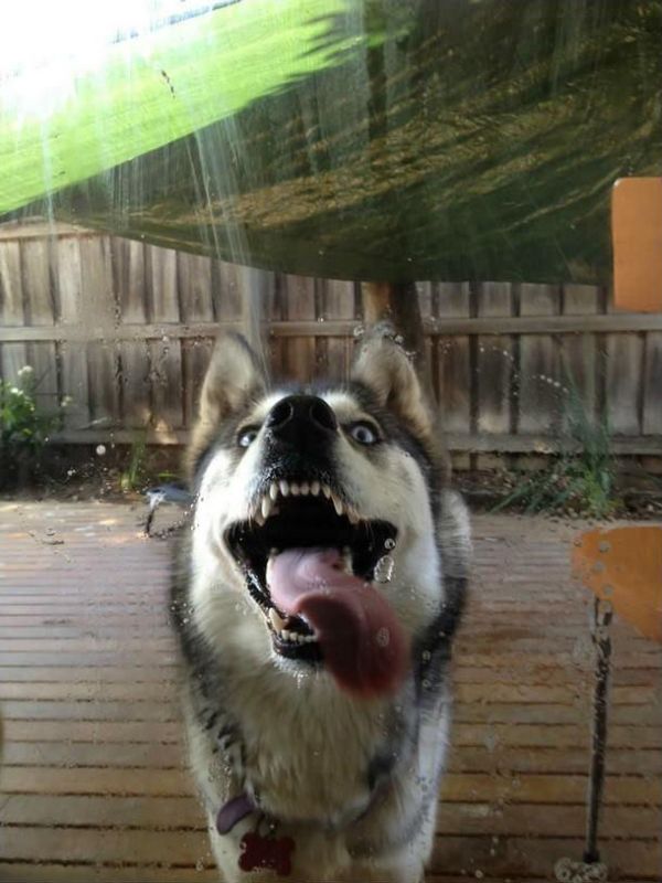 Husky licking window