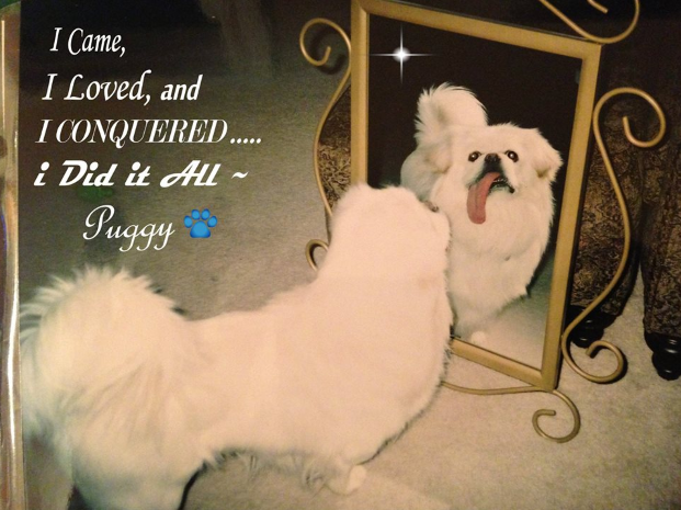 Puggy watching himself on the mirror