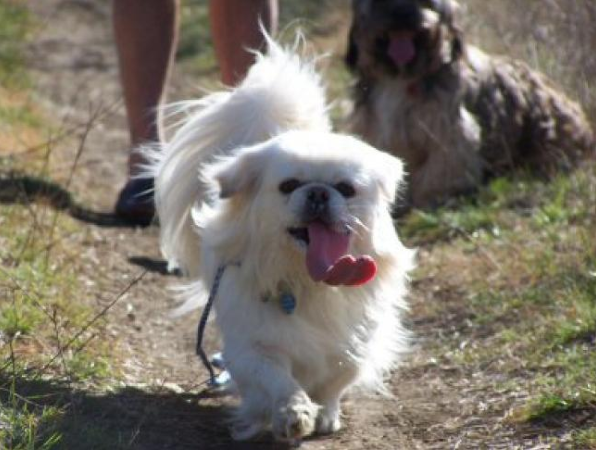 Puggy running with tongue out