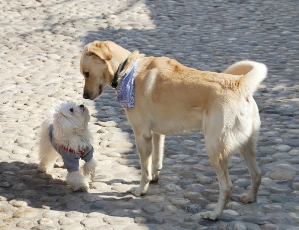 Dogs meeting for the first time