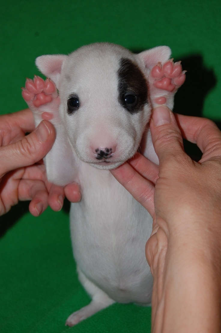 Puppy is my baby
