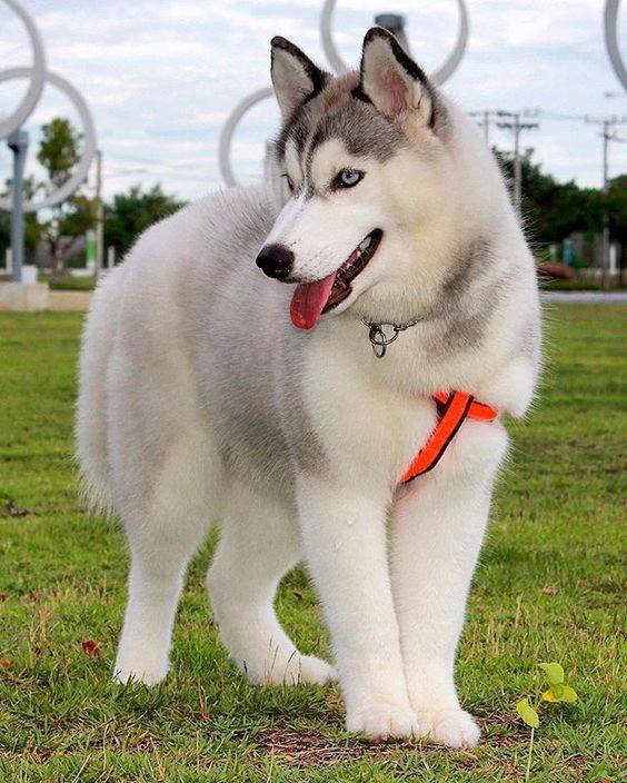 Most liked Husky picture of October