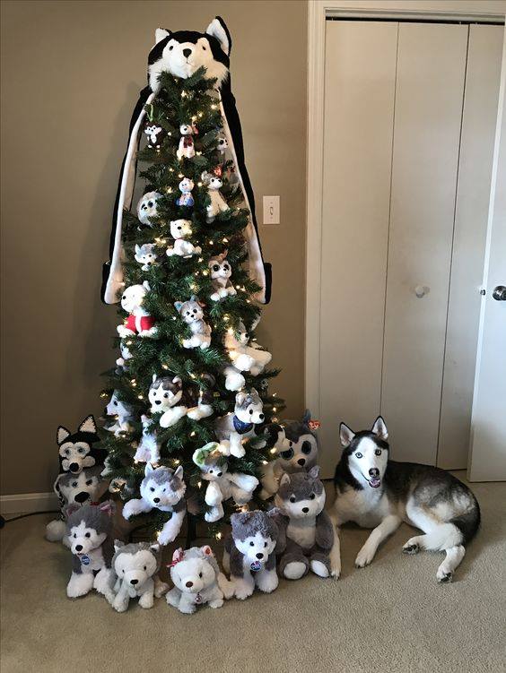 Most liked Husky picture of December