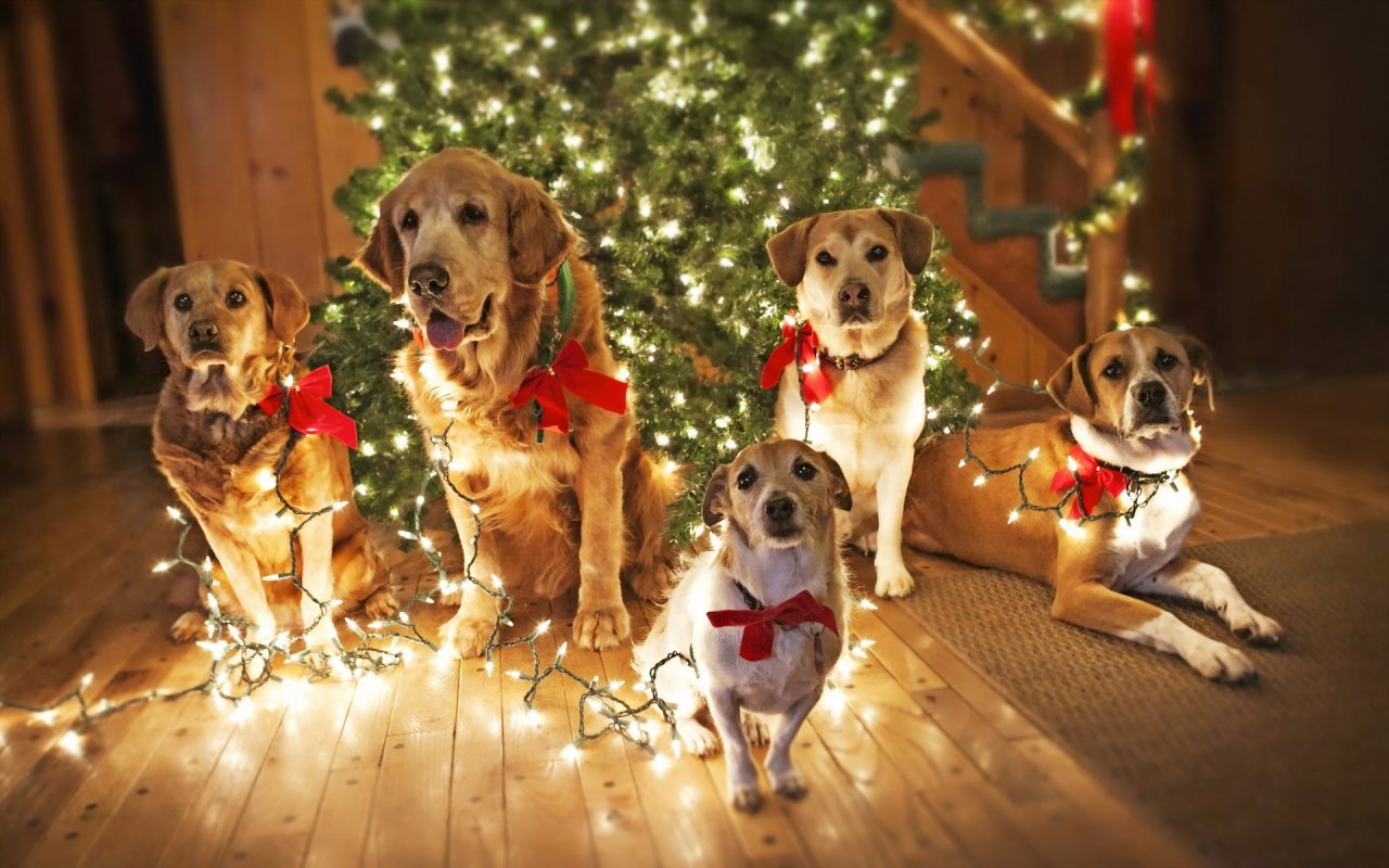 holiday safety tips for your pets inside dogs world holiday safety tips for your pets inside dogs world