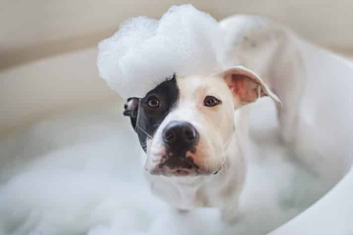 Can Dogs Bathe In Human Shampoo Can Dogs Bathe In Human Shampoo