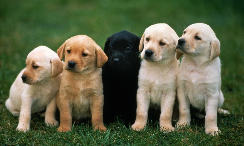 Doggy DNA Learn How to Determine Your Dog #39 s Breed Inside Dogs World Doggy DNA Learn How to Determine Your Dog #39 s Breed Inside Dogs World
