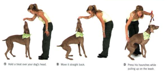 Dog Obedience Hand Signals Chart