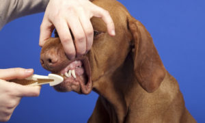 How-to-bursh-Dog-teeth