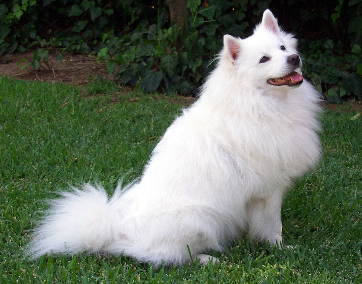 a dog which looks like american eskimo but bigger