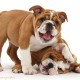 Playful Bulldog pups