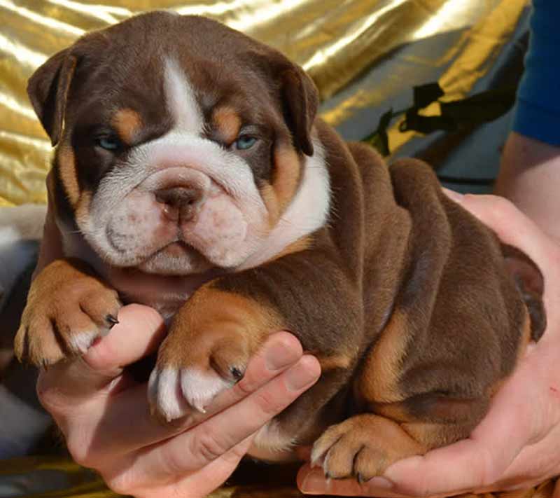 25 Beautiful Bulldog Puppies That Will Melt Your Heart – Inside Dogs World