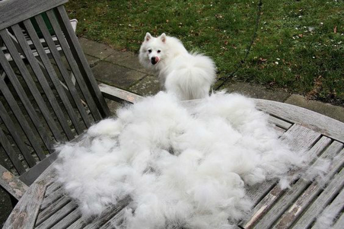 heavy shedding dogs