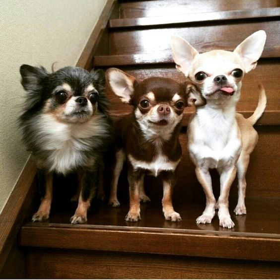 kinds of small dogs