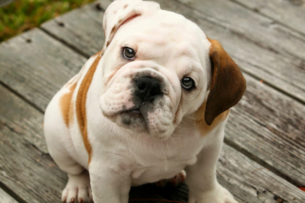 Bulldog Puppies Cute