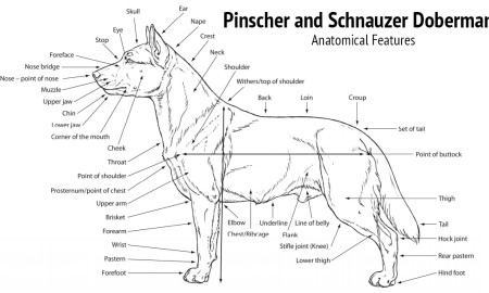 Doberman Pinscher Anatomics