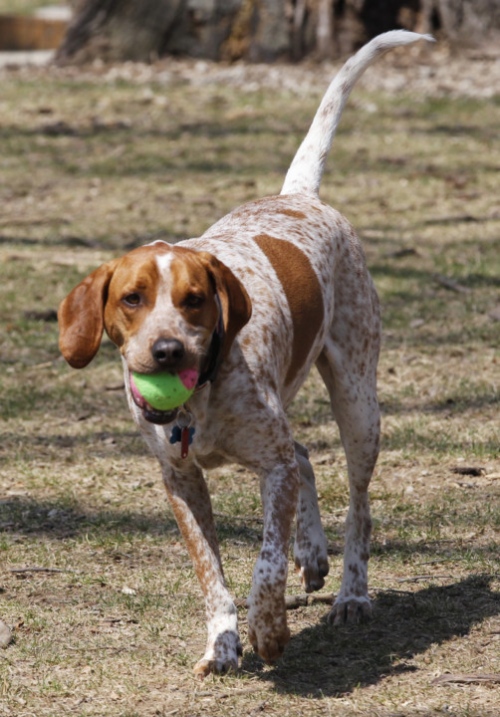 large hound breeds