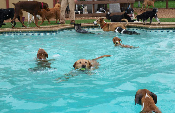 what dog breeds can swim