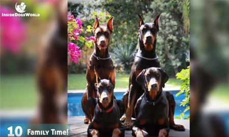 Top 10 Most liked Doberman Photos-Captions On Facebook