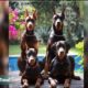 Top 10 Most liked Doberman Photos-Captions On Facebook