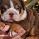 Top 10 most liked Bulldogs photos and captions on Facebook