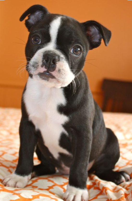 Best All Around Small Dog Best All Around Small Dog