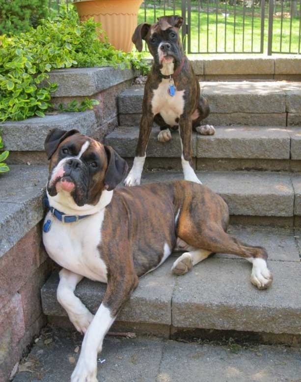 Top family dogs Boxer