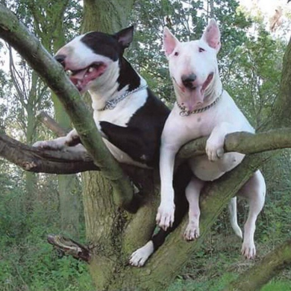 Resultado de imagen para bull terrier dog, eating cookies