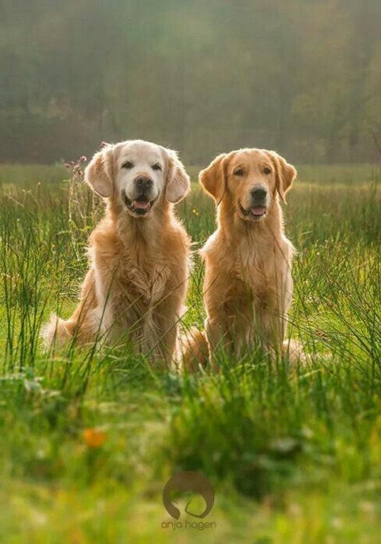 Top family dogs Golden Retriever