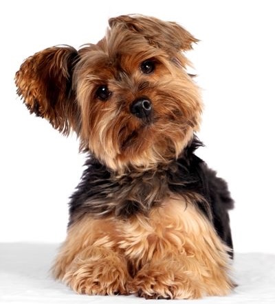 Top 16 Smallest Dog Breeds Inside Dogs World Smallest Dog Breeds Inside Dogs