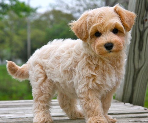 dogs that shed very little hair