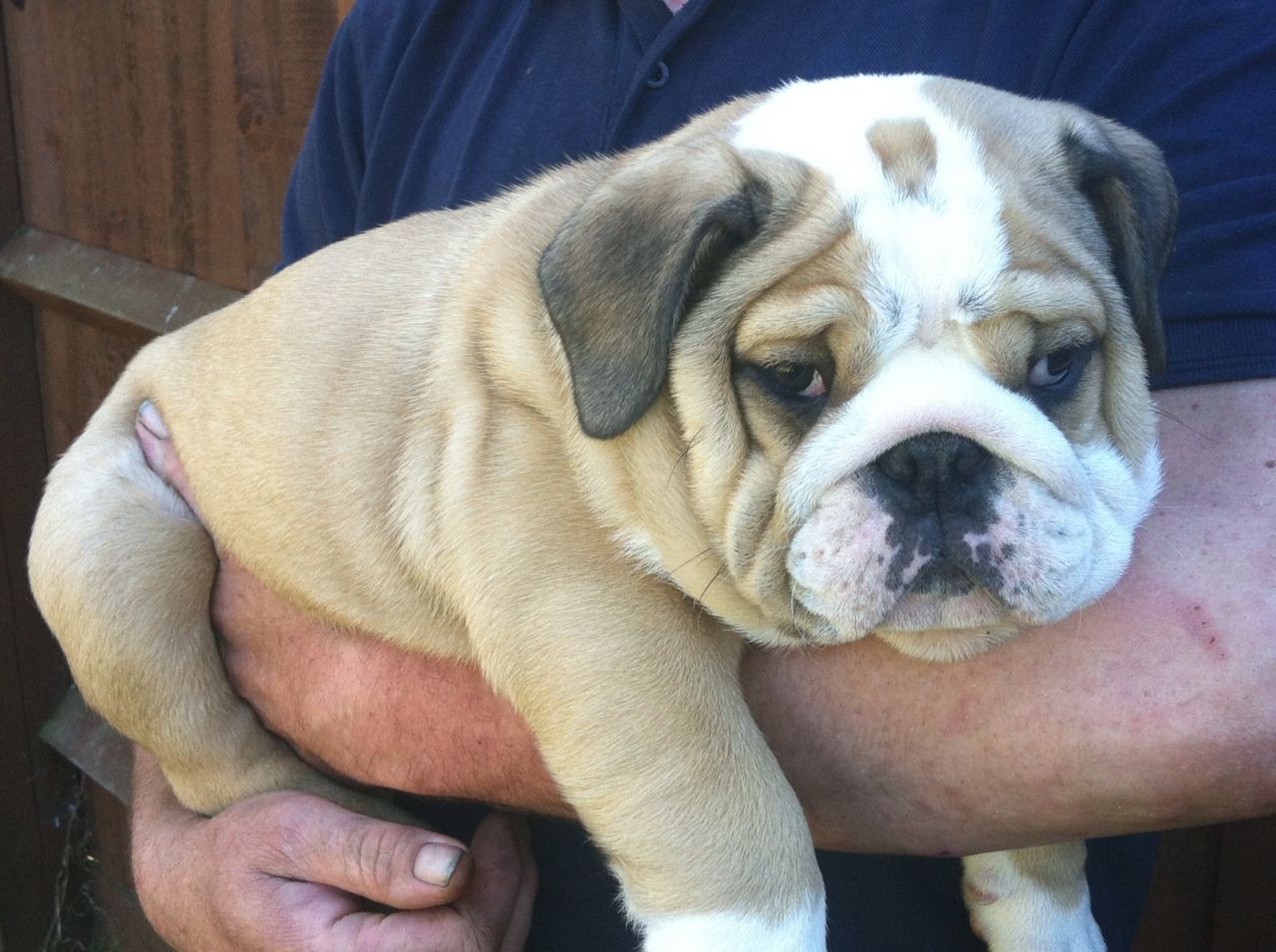 25 Beautiful Bulldog Puppies That Will Melt Your Heart