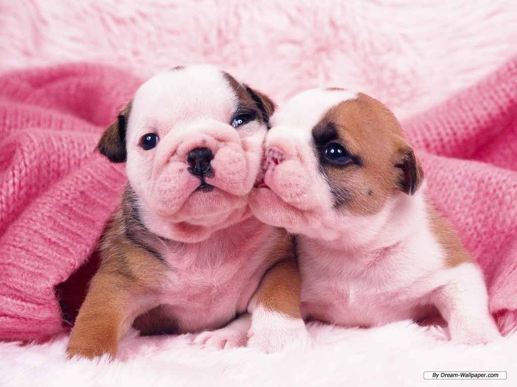 cute-bulldog-puppy-baby-wallpaper
